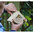 Minibugs Bobby's Bug Box Nisthaus für Marienkäfer, wildlife world